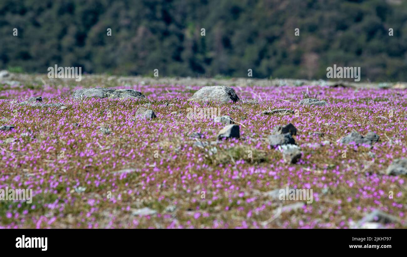 Eine malerische Ansicht von rosa Wildblumen und Felsen auf einem Feld in Kalifornien in einem verschwommenen Hintergrund Stockfoto