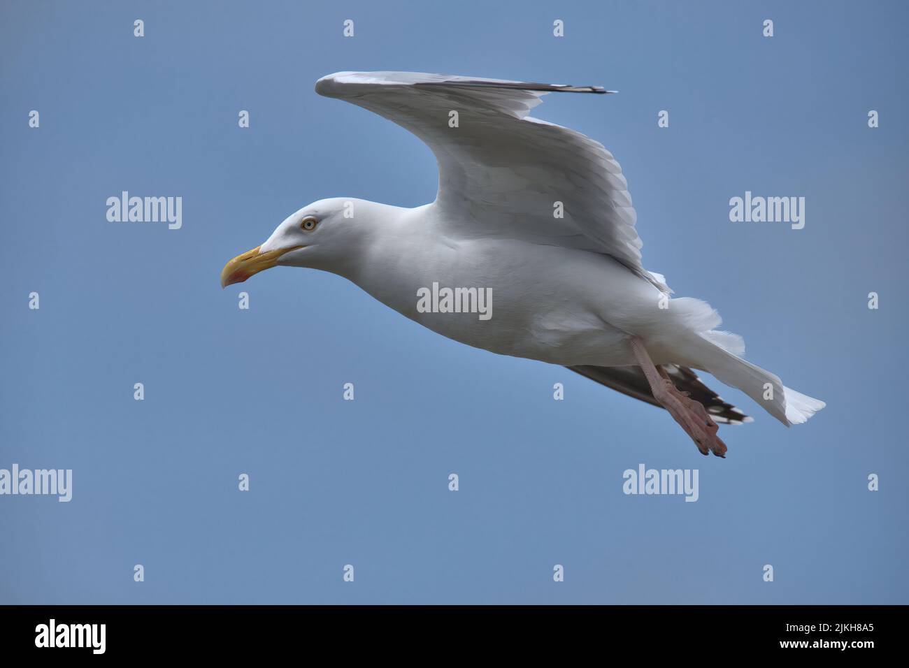 Europäische Heringsmöwe im Flug mit blauem Himmel Hintergrund Stockfoto