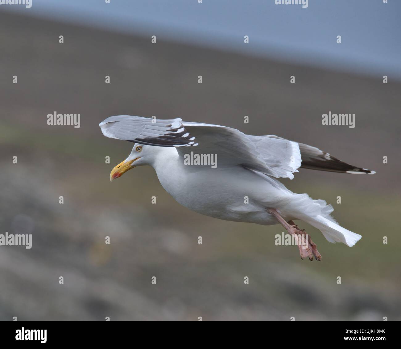 Europäische Heringsmöwe im Flug. Stockfoto