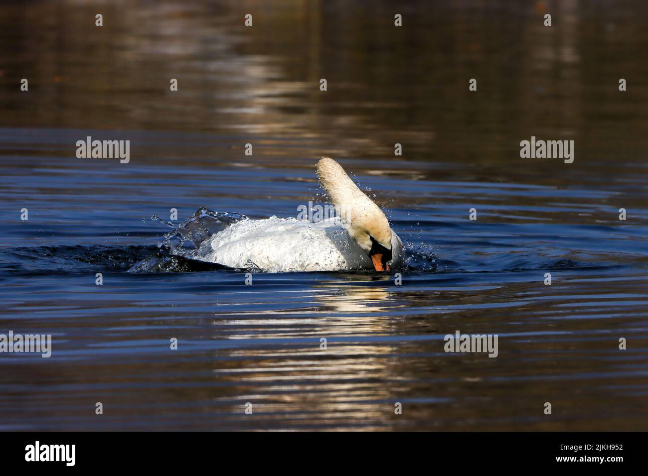 Ein eleganter stummer Schwan (Cygnus olor) im Wasser Stockfoto