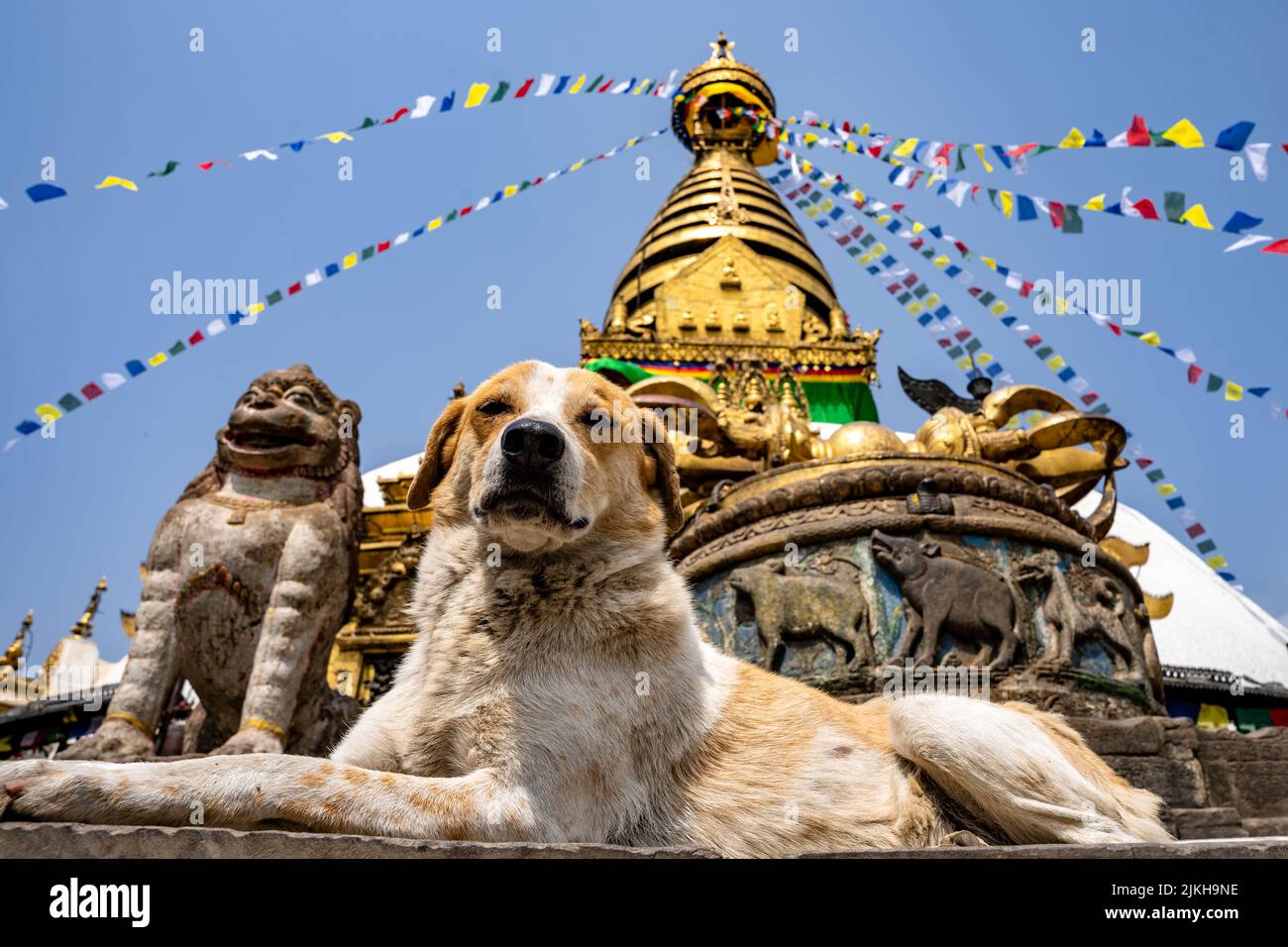 Eine Aufnahme eines Straßenhundes, der vor dem Swayambhunath-Tempel liegt Stockfoto