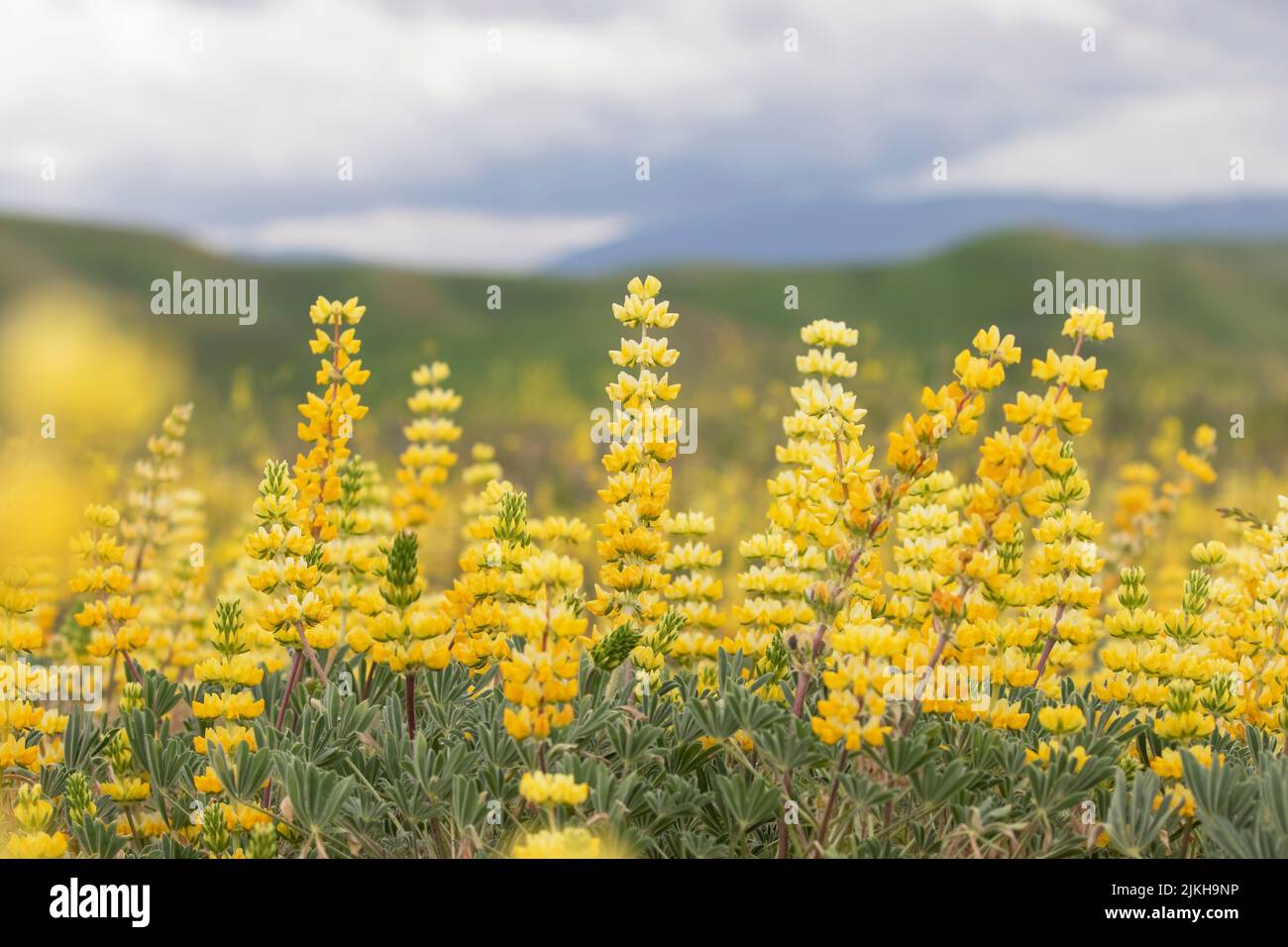 Eine Nahaufnahme von schönen gelben Blumen auf dem Feld an einem bewölkten Tag Stockfoto