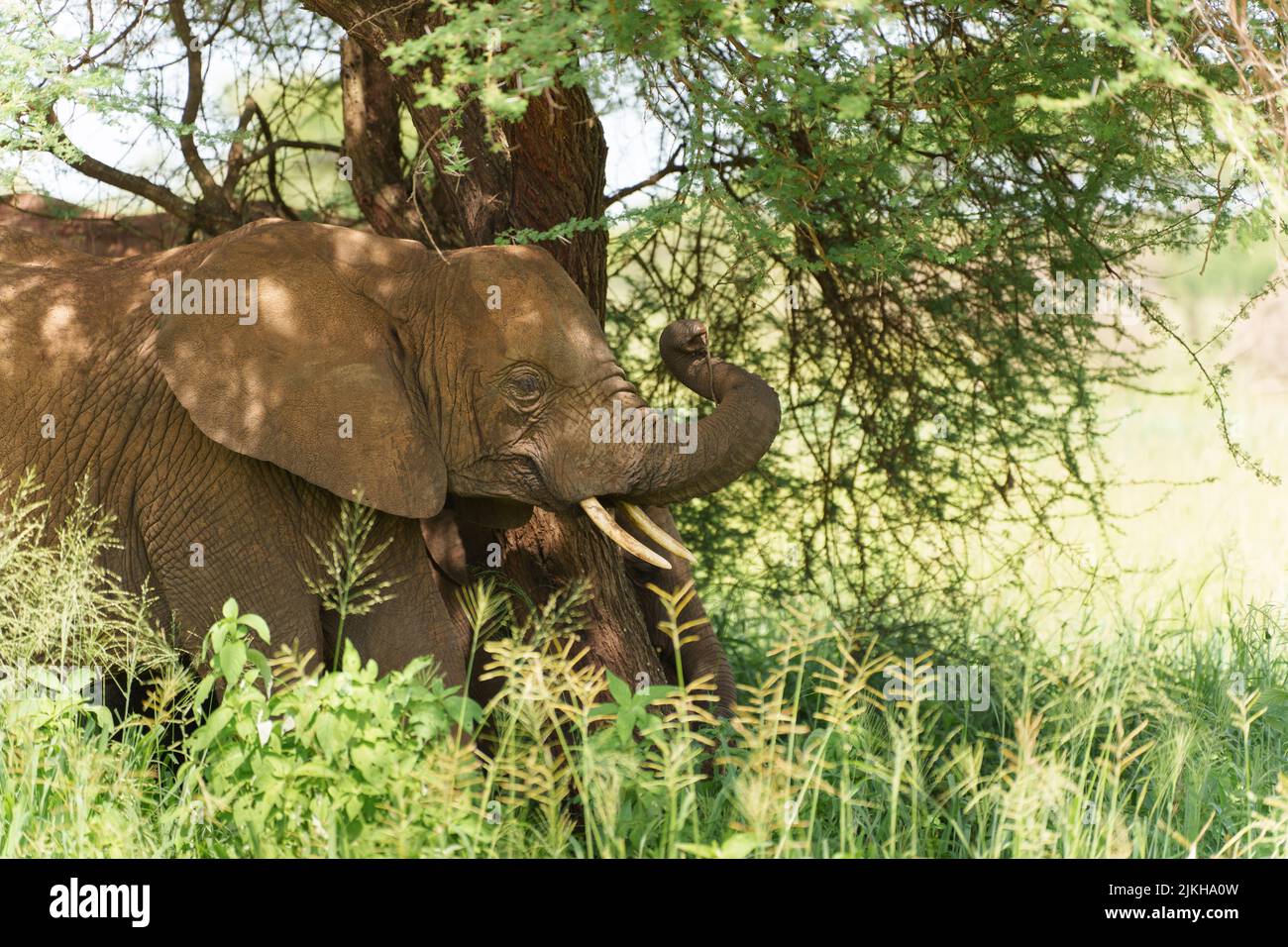 Nahaufnahme eines afrikanischen Buschelefanten in der Serengeti, Tansania Stockfoto