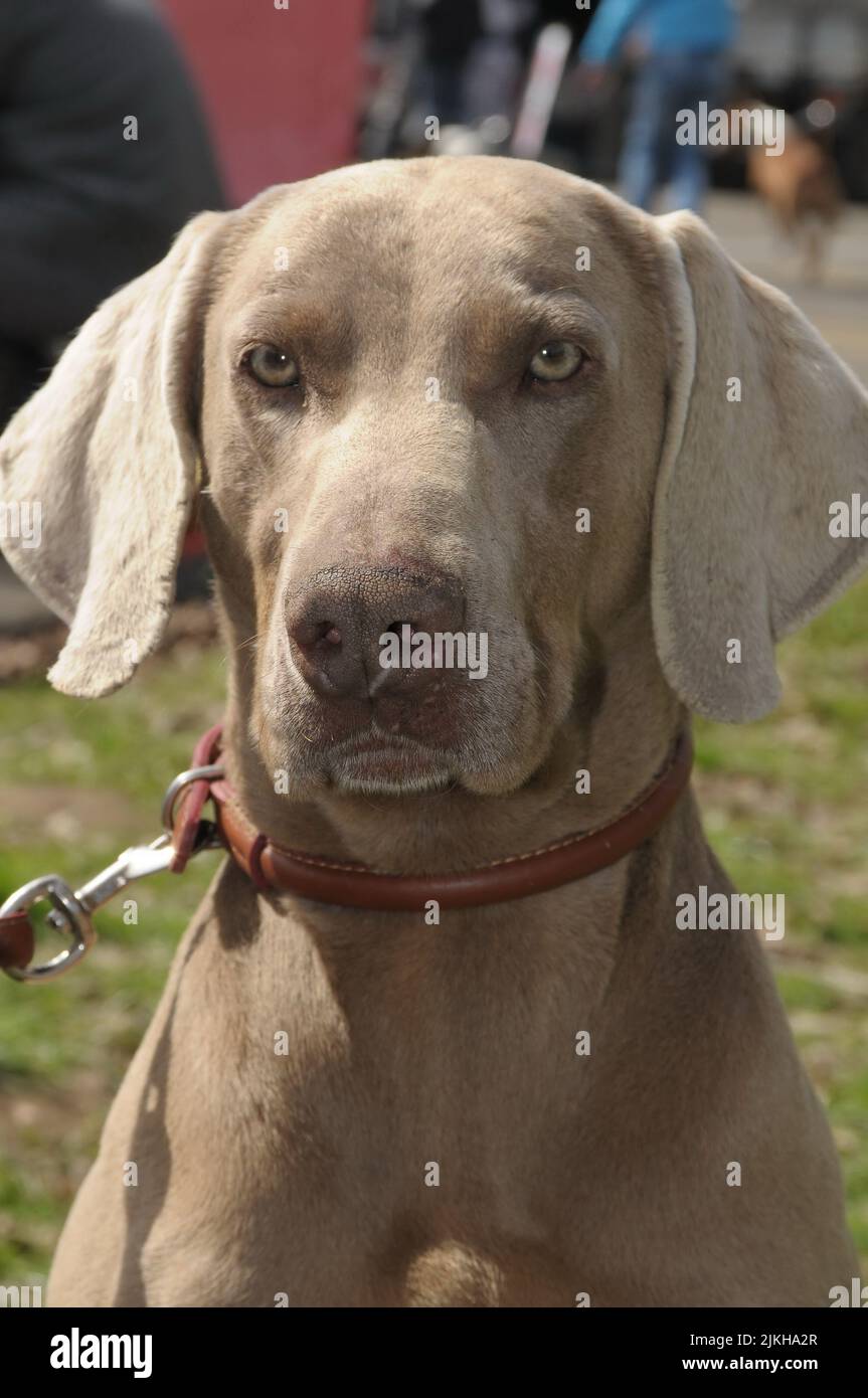 Eine vertikale Nahaufnahme eines schönen hellbraunen Weimaraner Hundes Stockfoto