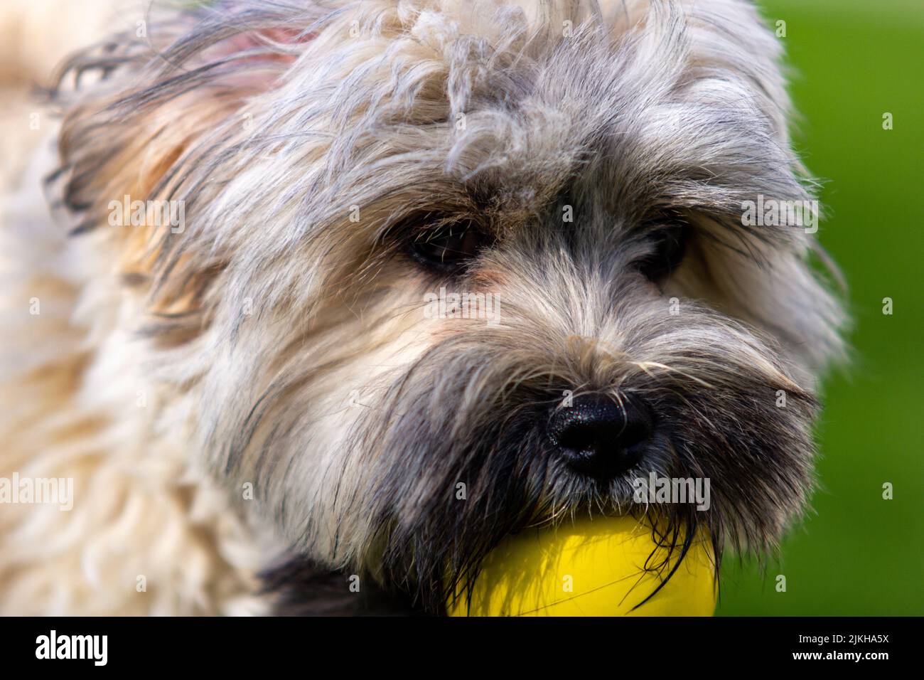 Eine Nahaufnahme eines entzückenden flauschigen Hundes mit einer gelben Kugel im Mund Stockfoto