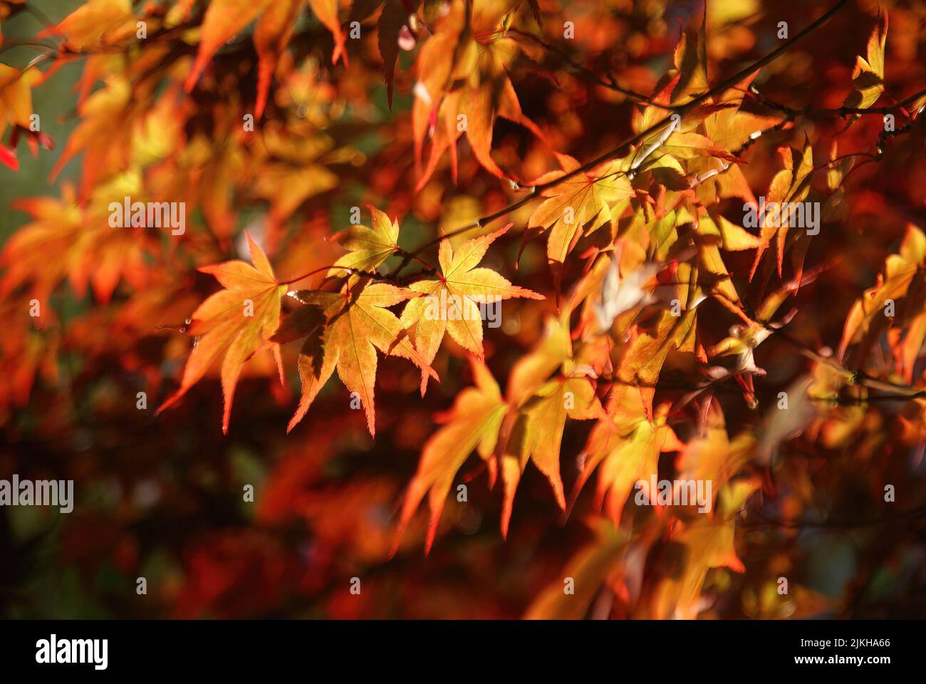Eine Nahaufnahme von Blättern eines japanischen Ahorns in Seattle Stockfoto