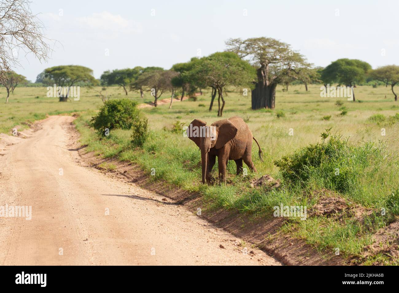 Nahaufnahme eines afrikanischen Buschelefanten in der Serengeti, Tansania Stockfoto