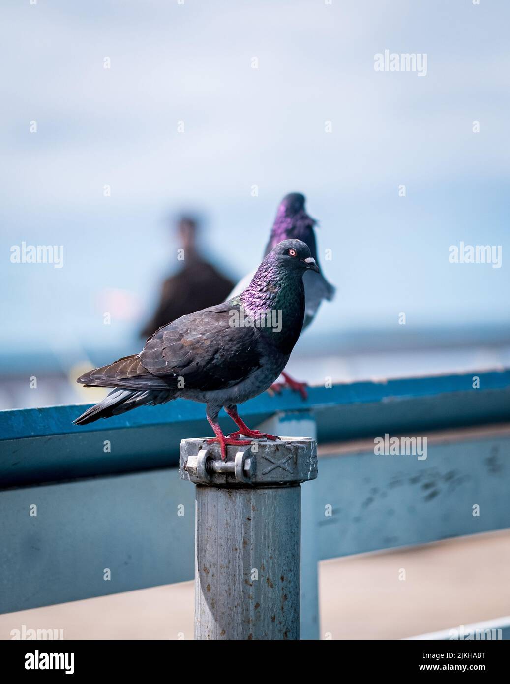 Eine vertikale Aufnahme einer Taube, die auf der Stange steht, mit dem blauen Meer im Hintergrund Stockfoto