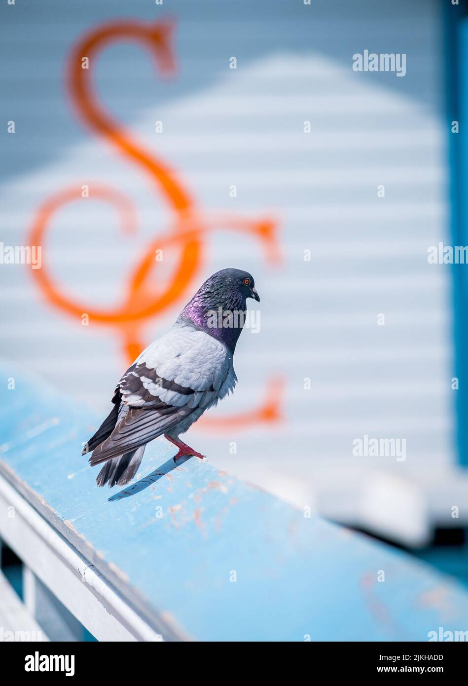 Eine vertikale Aufnahme einer kleinen Taube, die auf der Kante des Piers auf einem blauen Wandhintergrund steht Stockfoto
