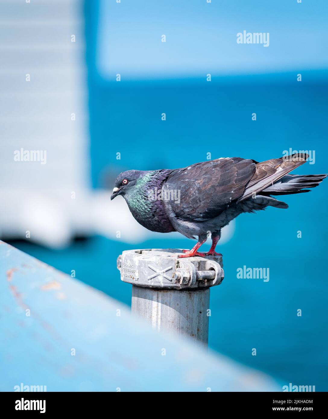 Eine vertikale Aufnahme einer Taube, die auf dem Pfahl auf blauem Hintergrund steht Stockfoto