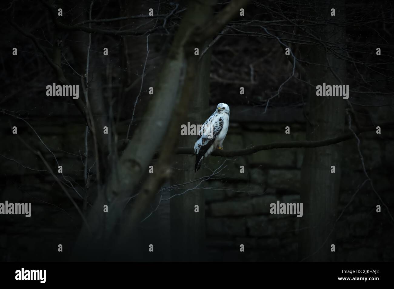 Ein weißer Falke (Pseudastur albicollis), der auf einem Baumzweig thront Stockfoto