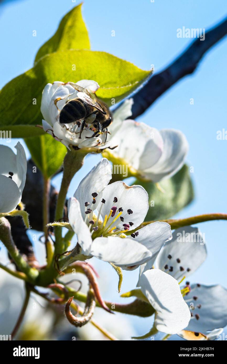 Eine vertikale Nahaufnahme einer Biene auf Pflaumenblüten Stockfoto