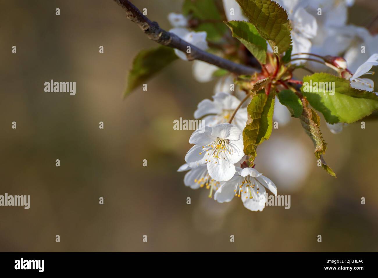 Ein Apfelblütenzweig in der Sonne Stockfoto