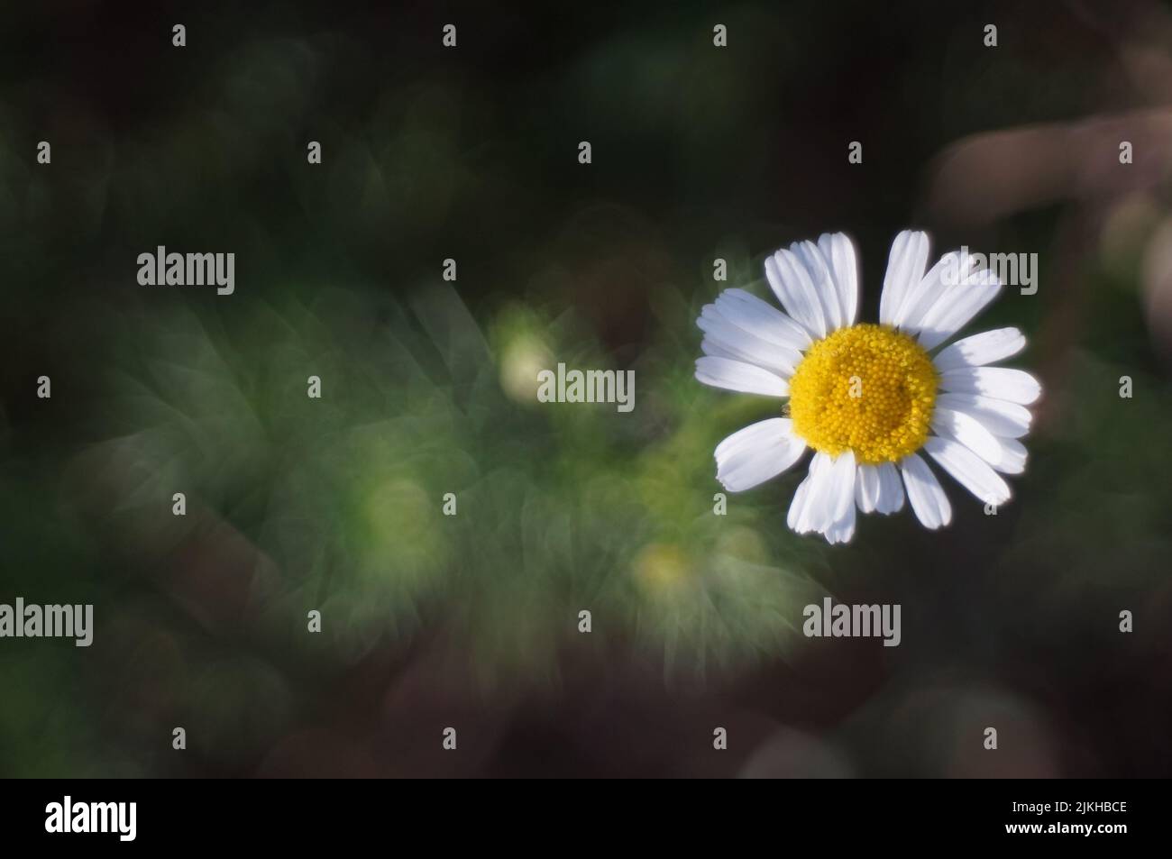 Eine Draufsicht auf eine Kamillenblume Stockfoto