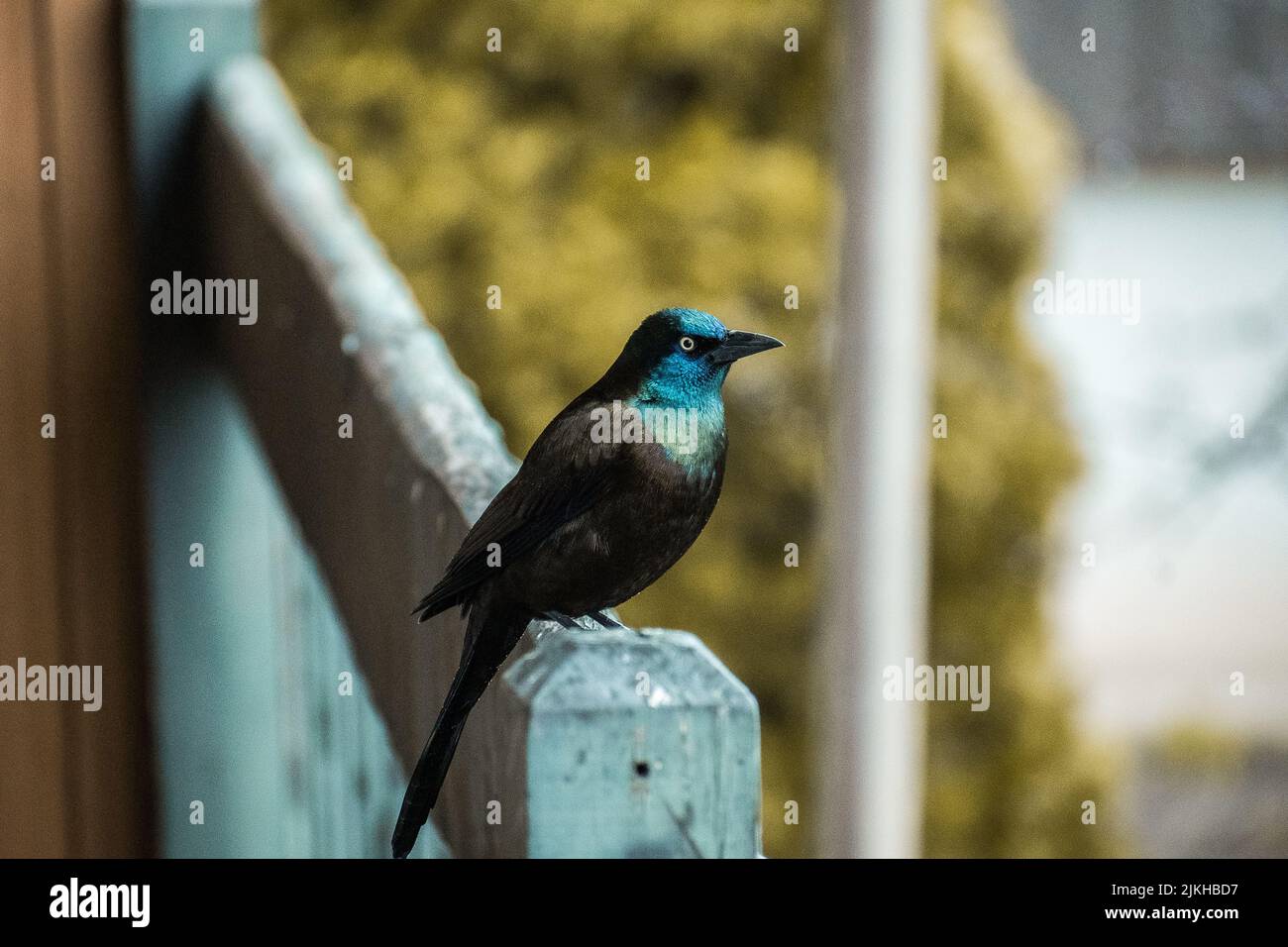 Ein malerischer Blick auf eine gemeine Grackle auf einer Holzoberfläche in Ile Perrot, Quebec, Kanada Stockfoto