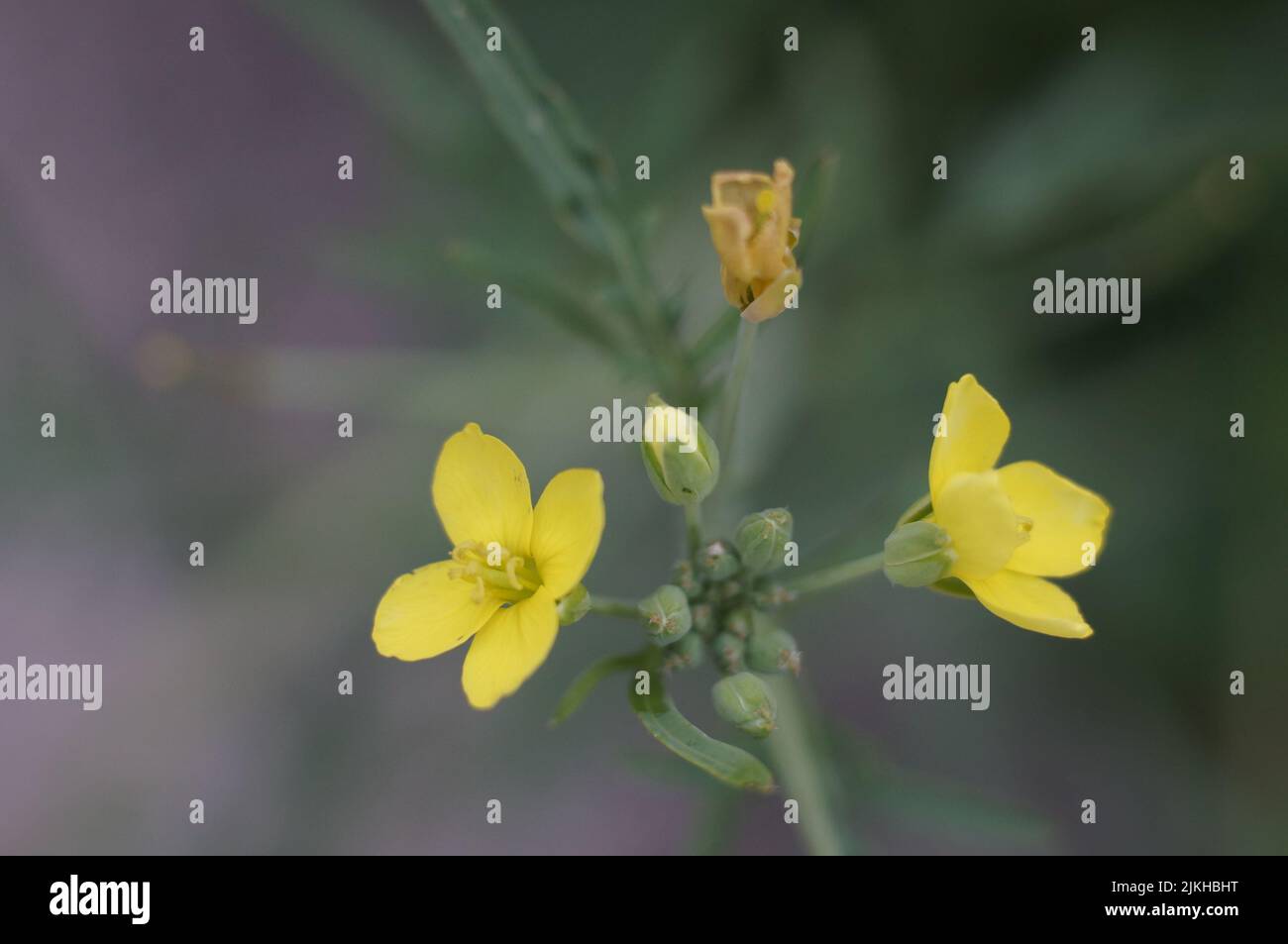 Eine Nahaufnahme der gelben Senfpflanze an einem sonnigen Tag Stockfoto