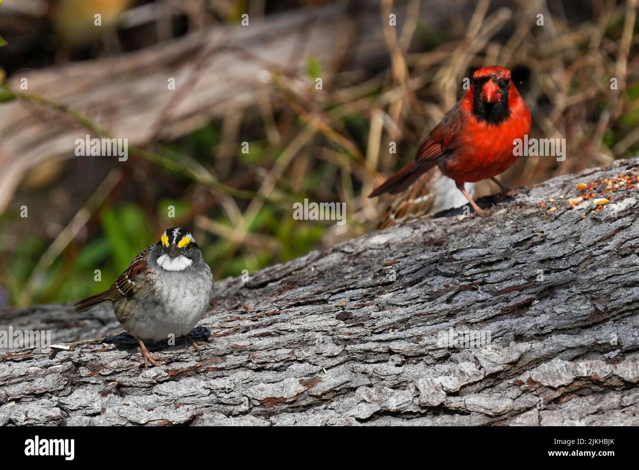 Ein Paar Kardinalvögel, die auf Baumrinde thronten Stockfoto