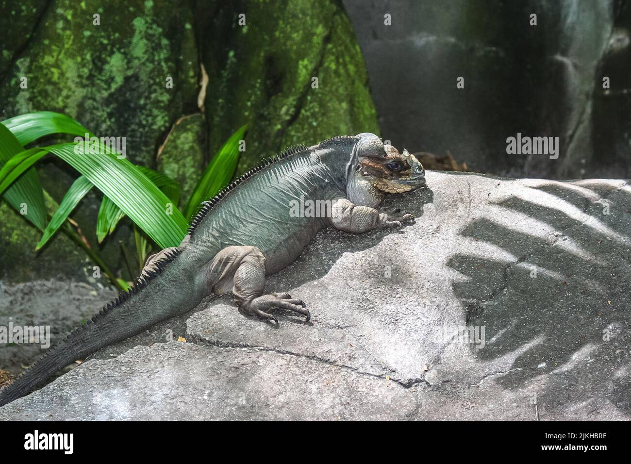 Ein großer Leguan, der auf einem Felsen in Zentral-Florida ruht Stockfoto