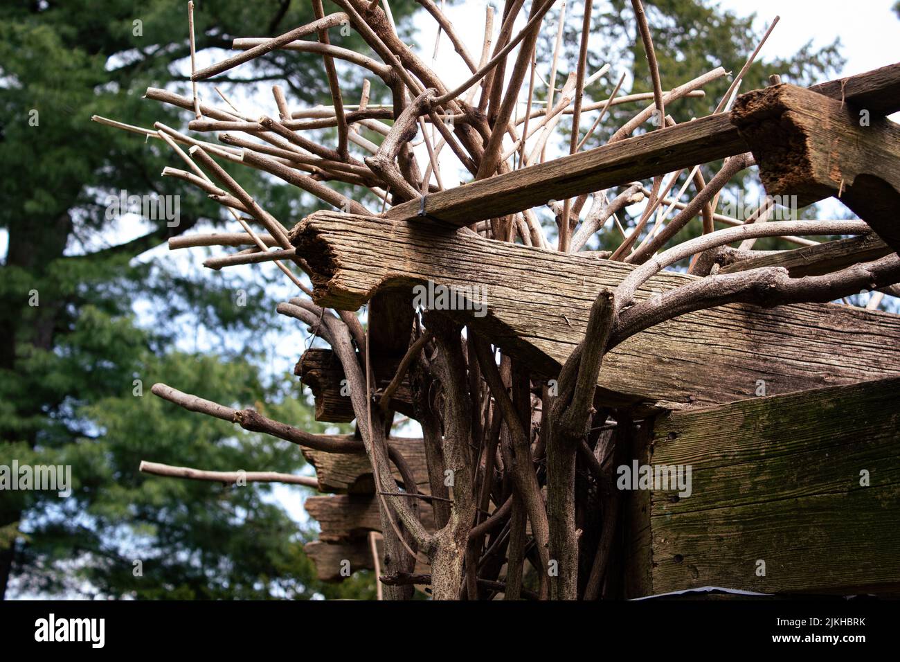 Eine alte Holzstruktur mit Reben und Pflanzen wachsen Stockfoto