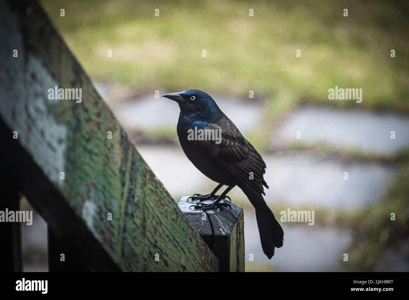 Ein malerischer Blick auf eine gemeine Grackle auf einer Holzoberfläche in Ile Perrot, Quebec, Kanada Stockfoto