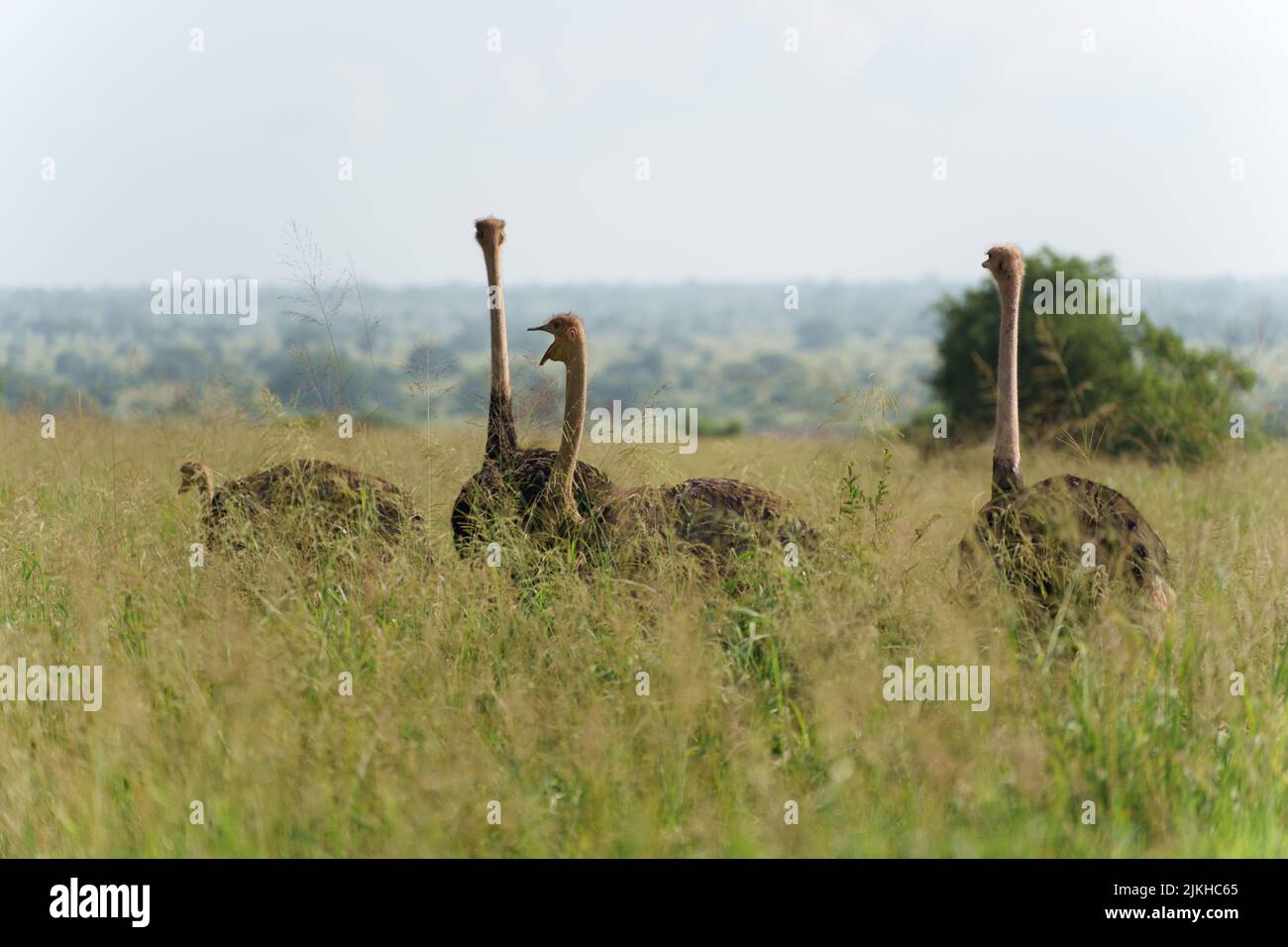 Eine Nahaufnahme von gewöhnlichen Straußen in der Serengeti, Tansania Stockfoto