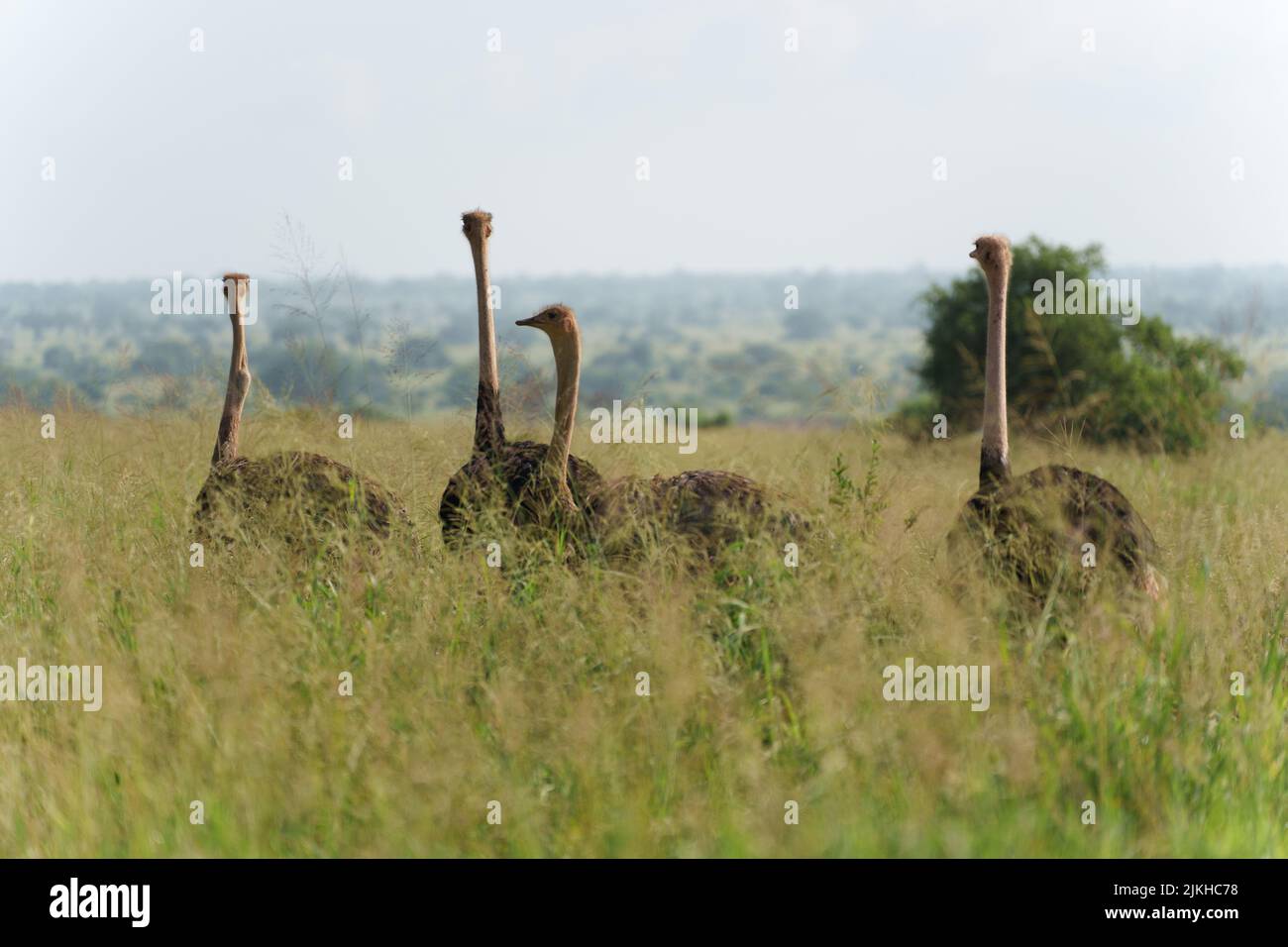 Eine Nahaufnahme von gewöhnlichen Straußen in der Serengeti, Tansania Stockfoto