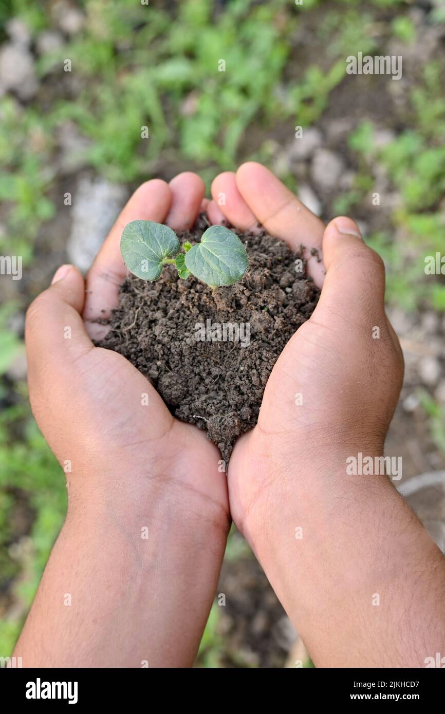 Nahaufnahme der reifen grünen Dame Finger Pflanze Sämling und Boden Haufen in der Hand weichen Fokus natürlichen grün braunen Hintergrund. Stockfoto