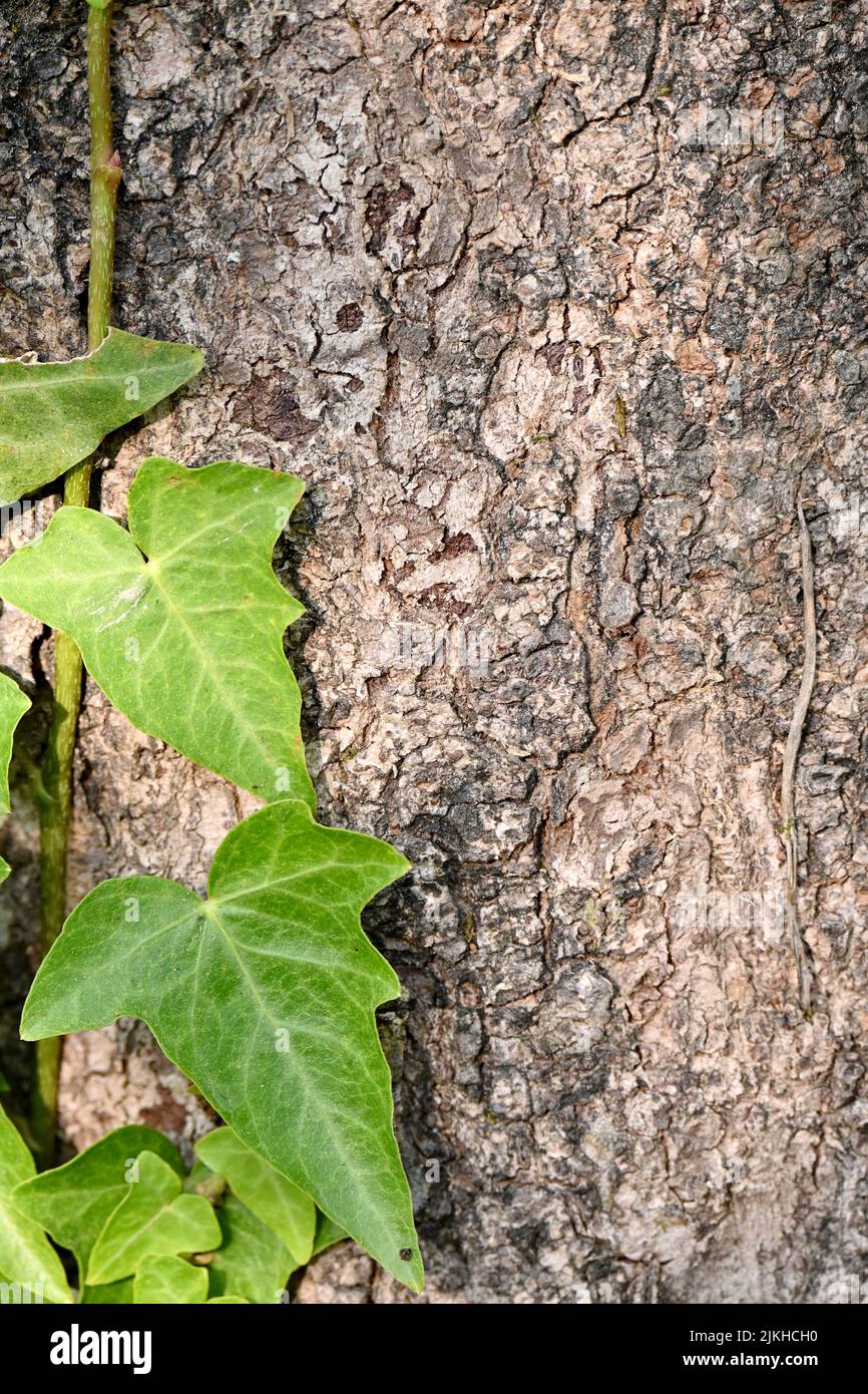Nahaufnahme der reifen grünen Weinblätter mit braunem Baum weichen Fokus natürlichen grün braunen Hintergrund. Stockfoto