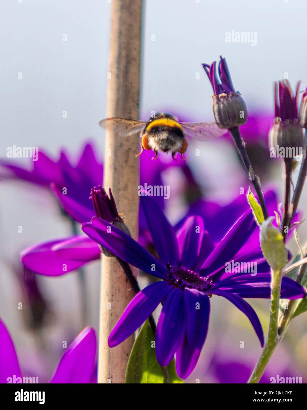 Eine vertikale Nahaufnahme eines violetten Gänsebuchs (Osteospermum) und einer Biene Stockfoto