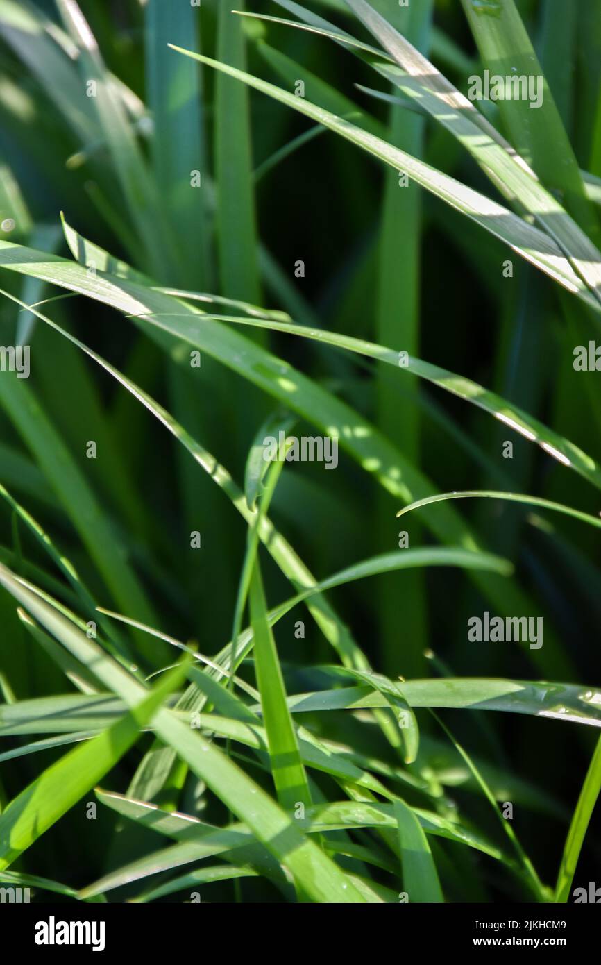 Eine vertikale Nahaufnahme von frischem, grünem Gras Stockfoto