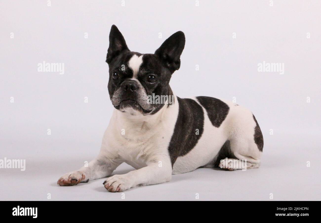 Eine schwarz-weiße französische Bulldogge, die sich auf weißem Hintergrund niederlegt Stockfoto