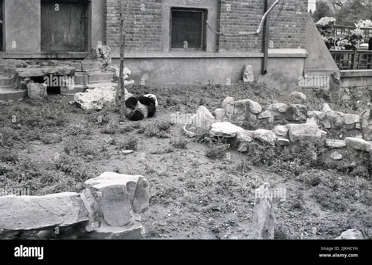 1963, historisch, London Zoo, Panda in Gehege. Chi Chi, eine riesige weibliche Panda aus Sichuan, China, kam 1958 in den Zoo und wurde zu einer der Hauptattraktionen des Zoos. Stockfoto