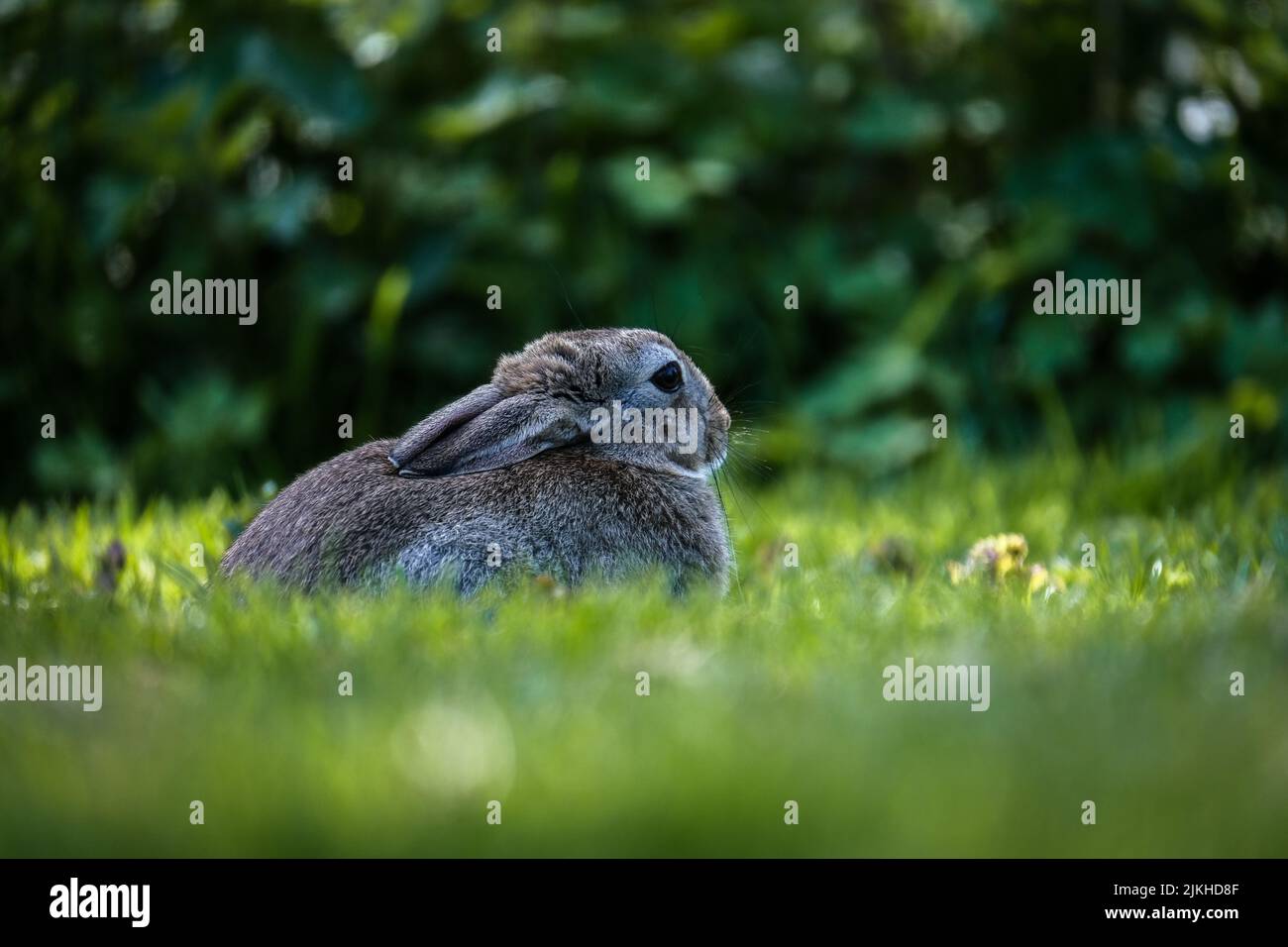 Eine Nahaufnahme eines niedlichen Hasen auf frischem Gras auf einem Feld an einem sonnigen Tag Stockfoto