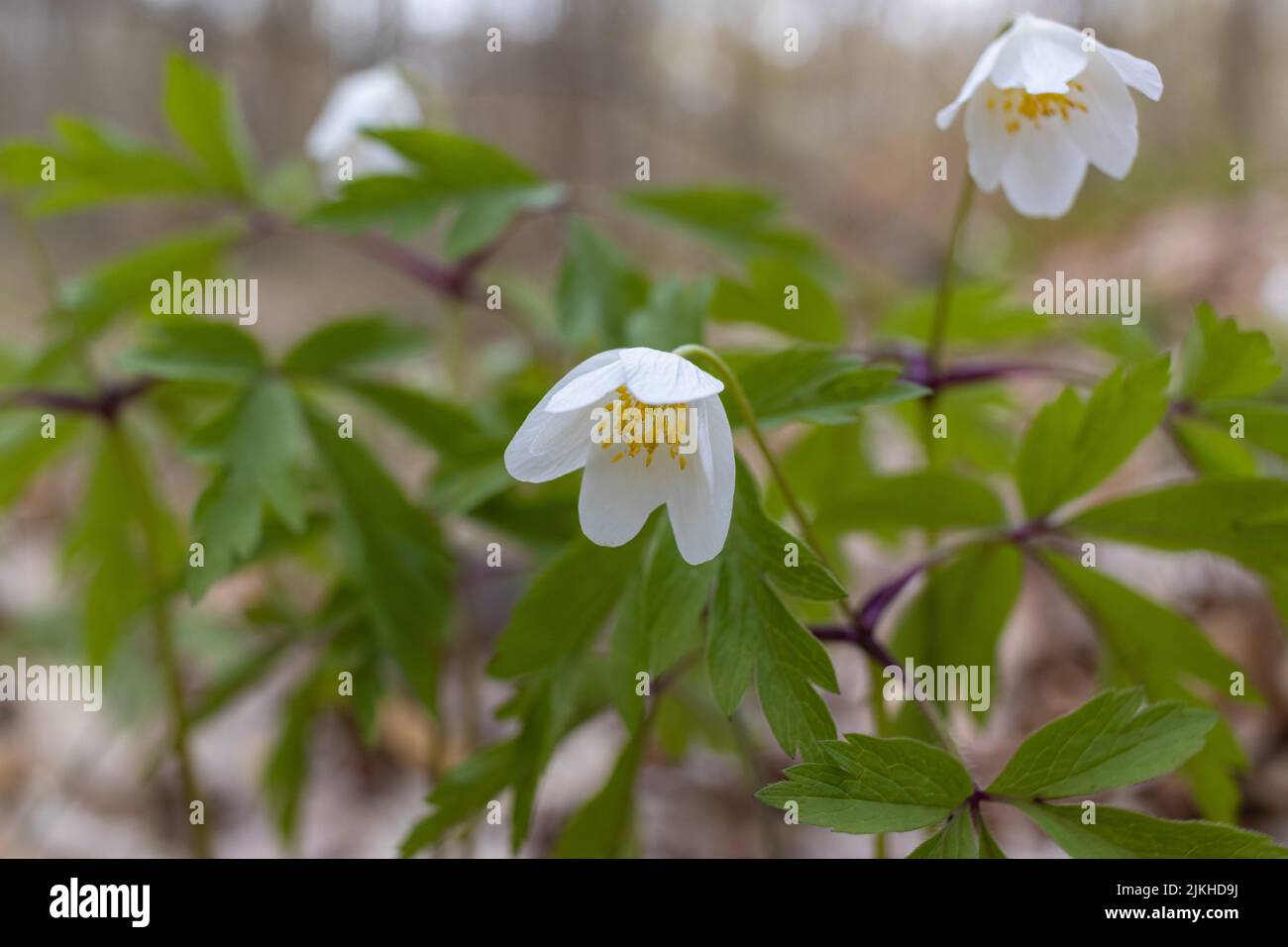 Eine Nahaufnahme von weißen Anemonblüten aus Holz, die mit grünen Blättern in einem Wald wachsen Stockfoto
