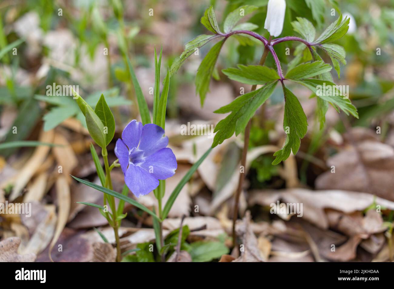 Eine Nahaufnahme von purpurnen Periwinkle-Blüten, die mit grünen Blättern in einem Wald wachsen Stockfoto