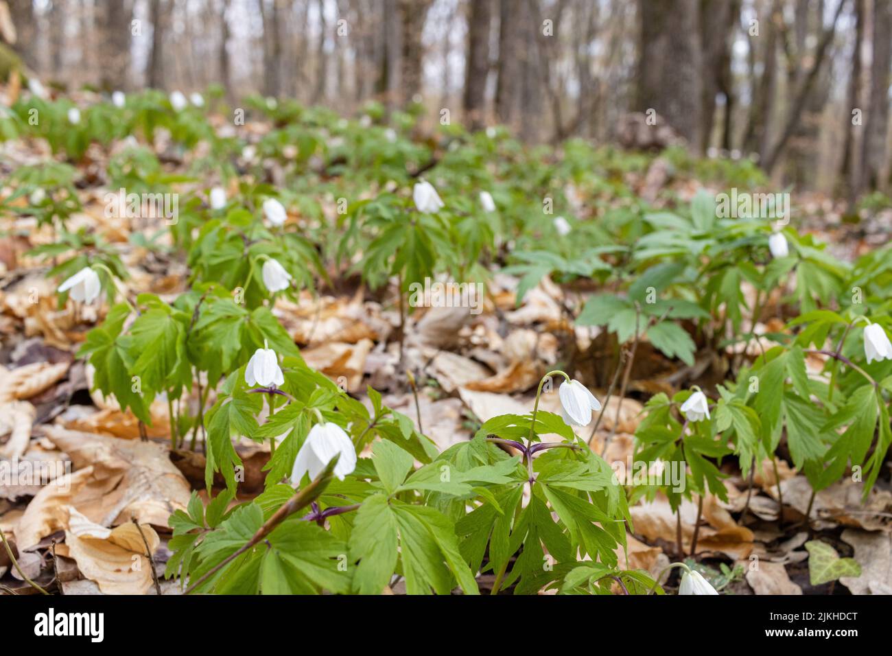 Eine Nahaufnahme von weißen Anemonblüten aus Holz, die mit grünen Blättern in einem Wald wachsen Stockfoto