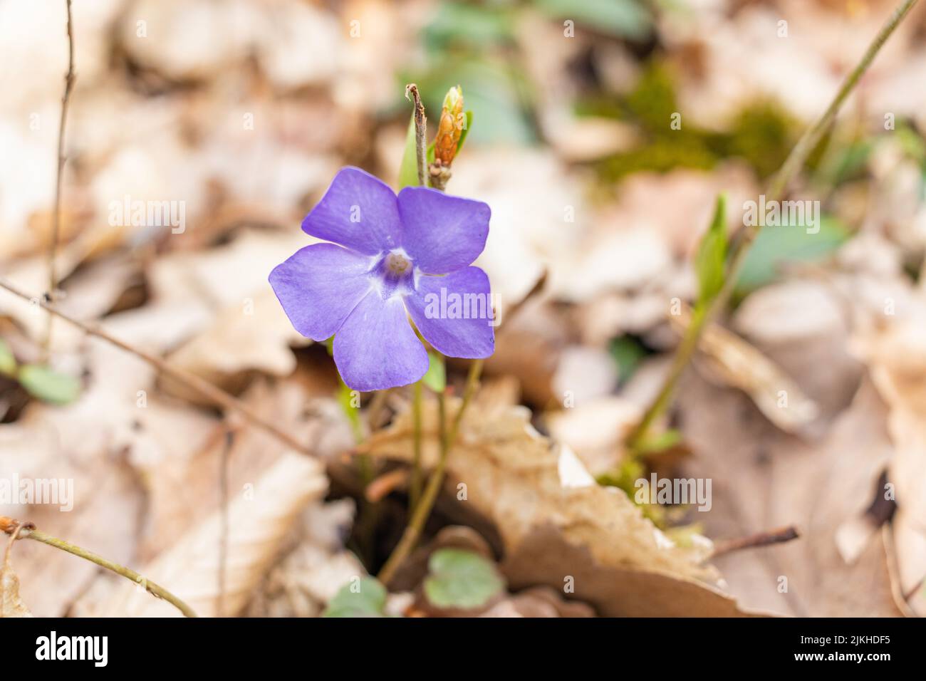 Eine Nahaufnahme von purpurnen Periwinkle-Blüten, die mit grünen Blättern in einem Wald wachsen Stockfoto