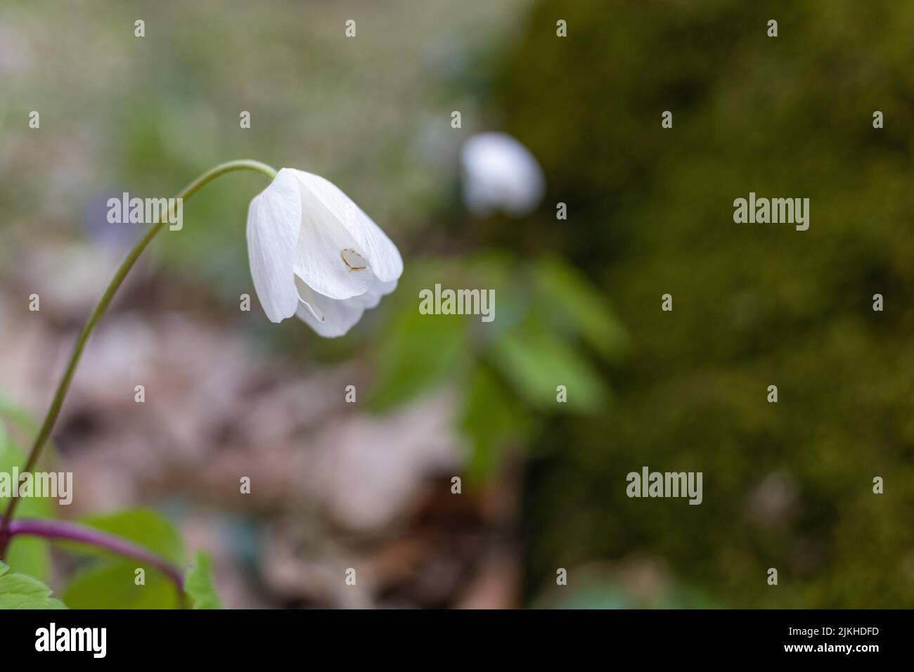 Eine Nahaufnahme von weißen Anemonblüten aus Holz, die mit grünen Blättern in einem Wald wachsen Stockfoto