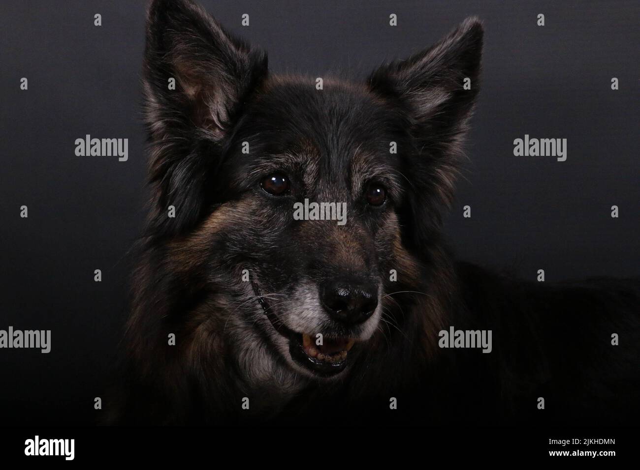 Nahaufnahme eines böhmischen Schäferhundes auf dunklem Hintergrund Stockfoto