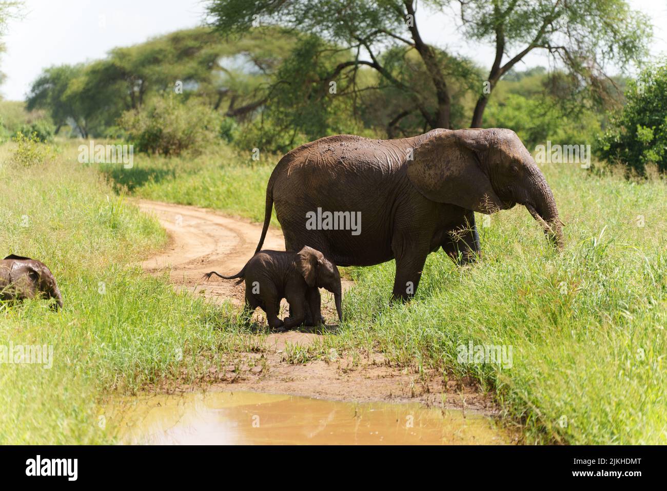 Ein afrikanischer Elefantenbaby, der seiner Mutter auf der Serengeti-Safari in Tansania folgt Stockfoto