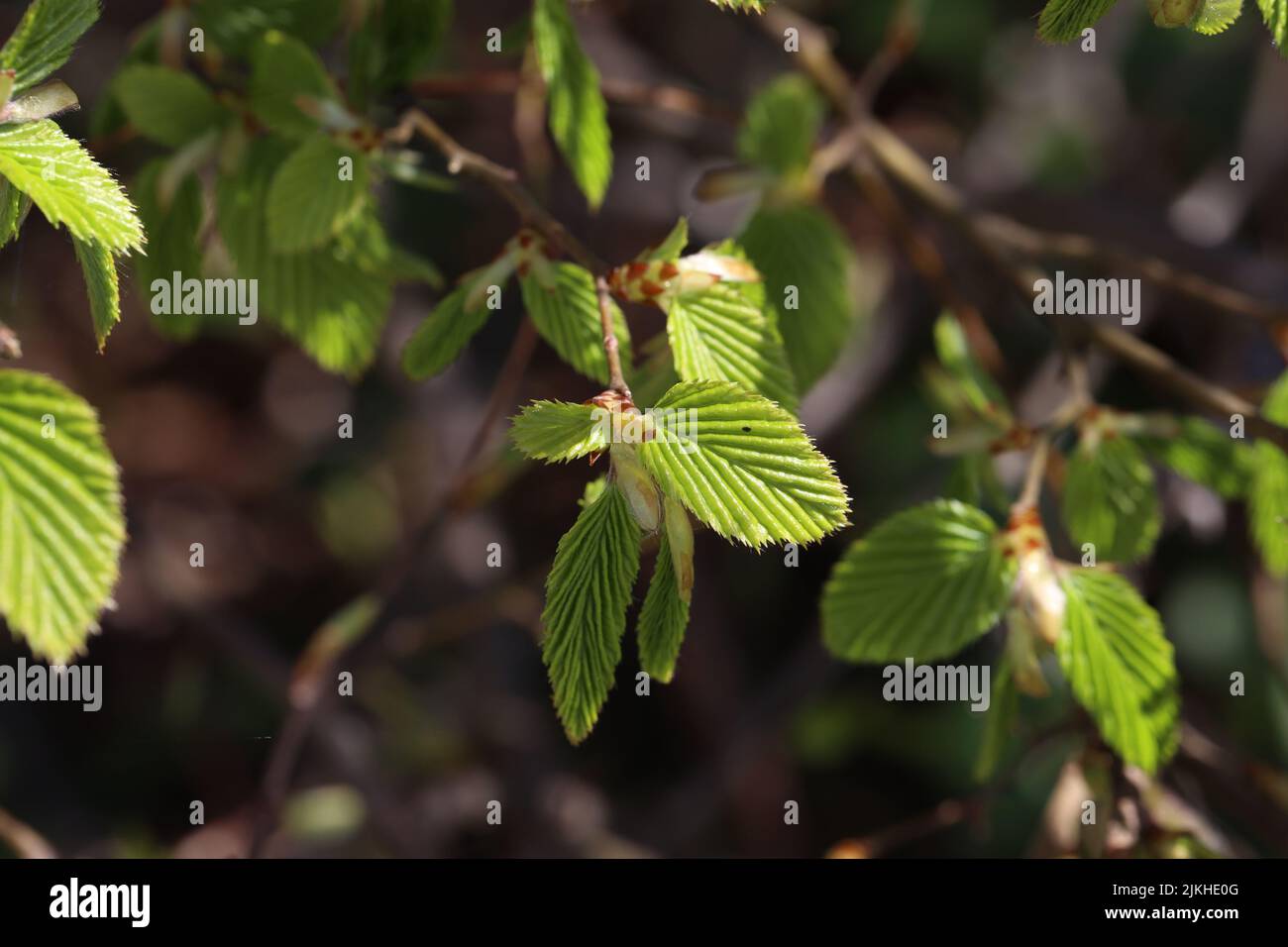 Die ersten grünen Blätter auf den Ästen eines Baumes im Frühjahr Stockfoto