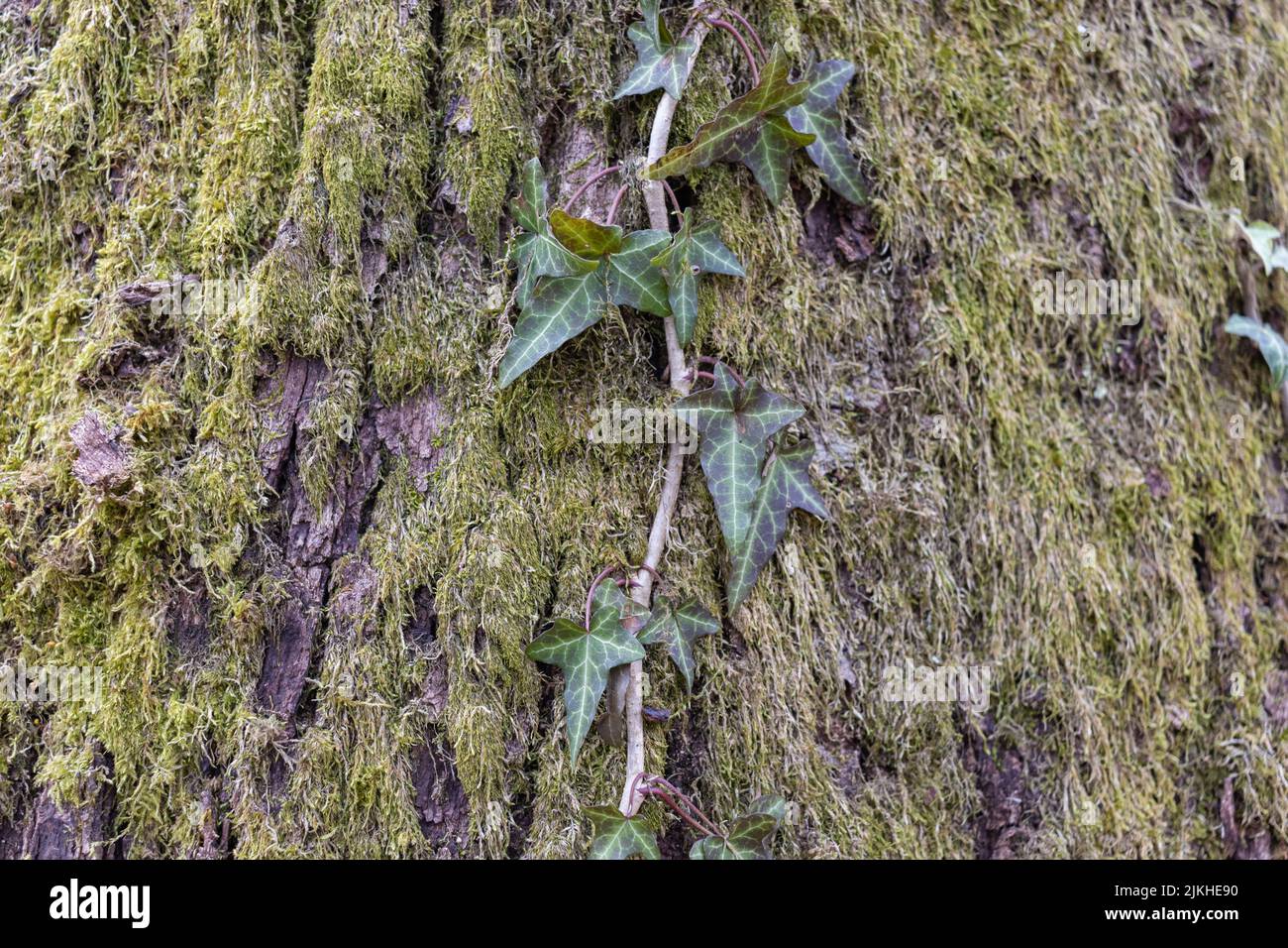 Eine malerische Aussicht auf Efeu am Boden kriechende Gehölze auf einem Baum Stockfoto