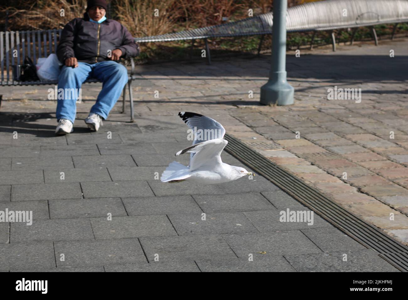 Ein Blick auf eine Person, die eine fliegende Möwe auf der Straße beobachtet Stockfoto