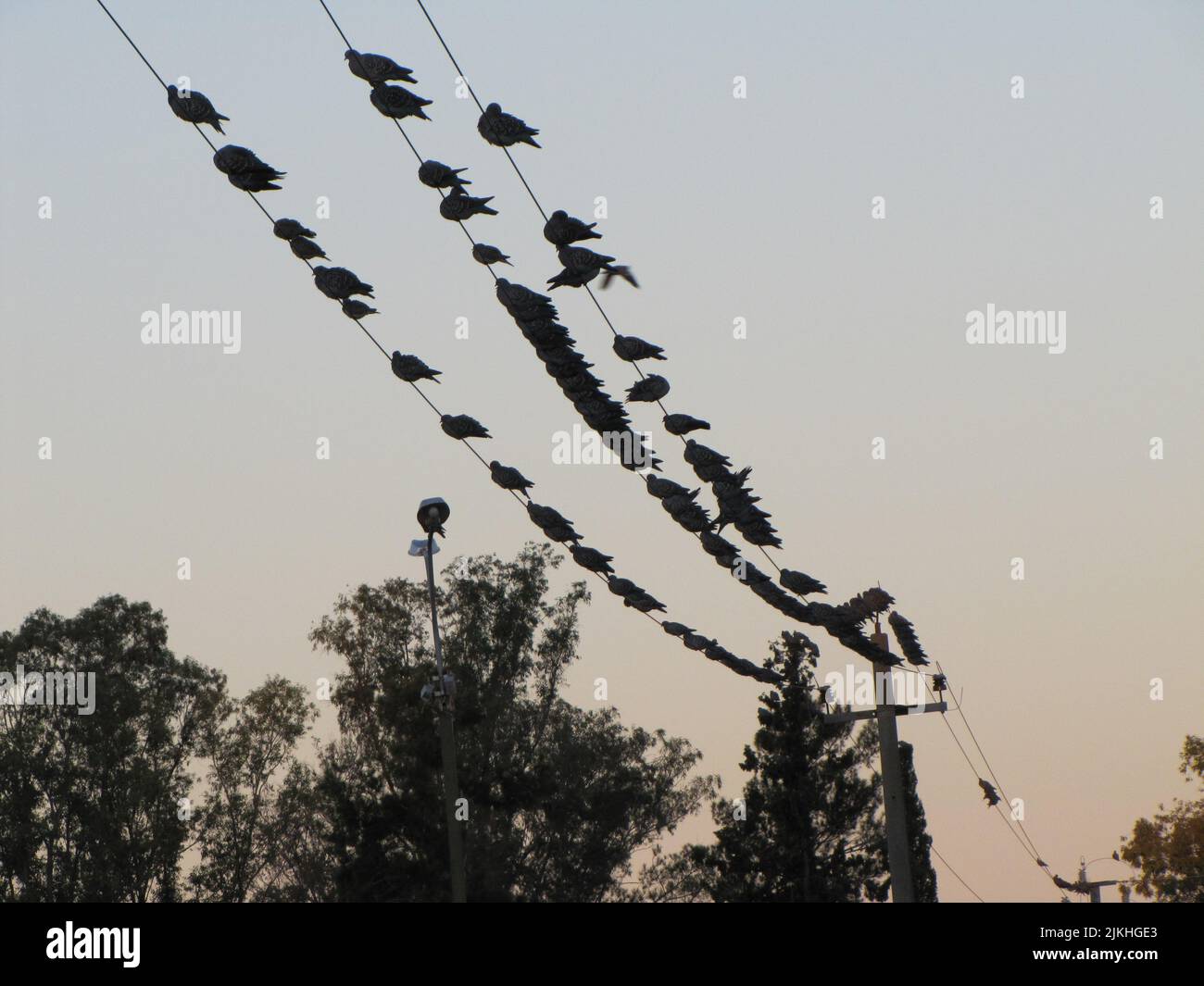 Eine große Gruppe von Vögeln ruht auf den Stromleitungen im Feld. Stockfoto