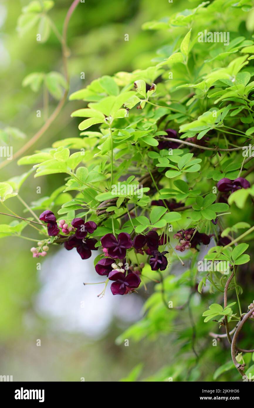 Ein vertikaler, flacher Fokus einer purpurnen Akebia-blühenden Pflanze Stockfoto