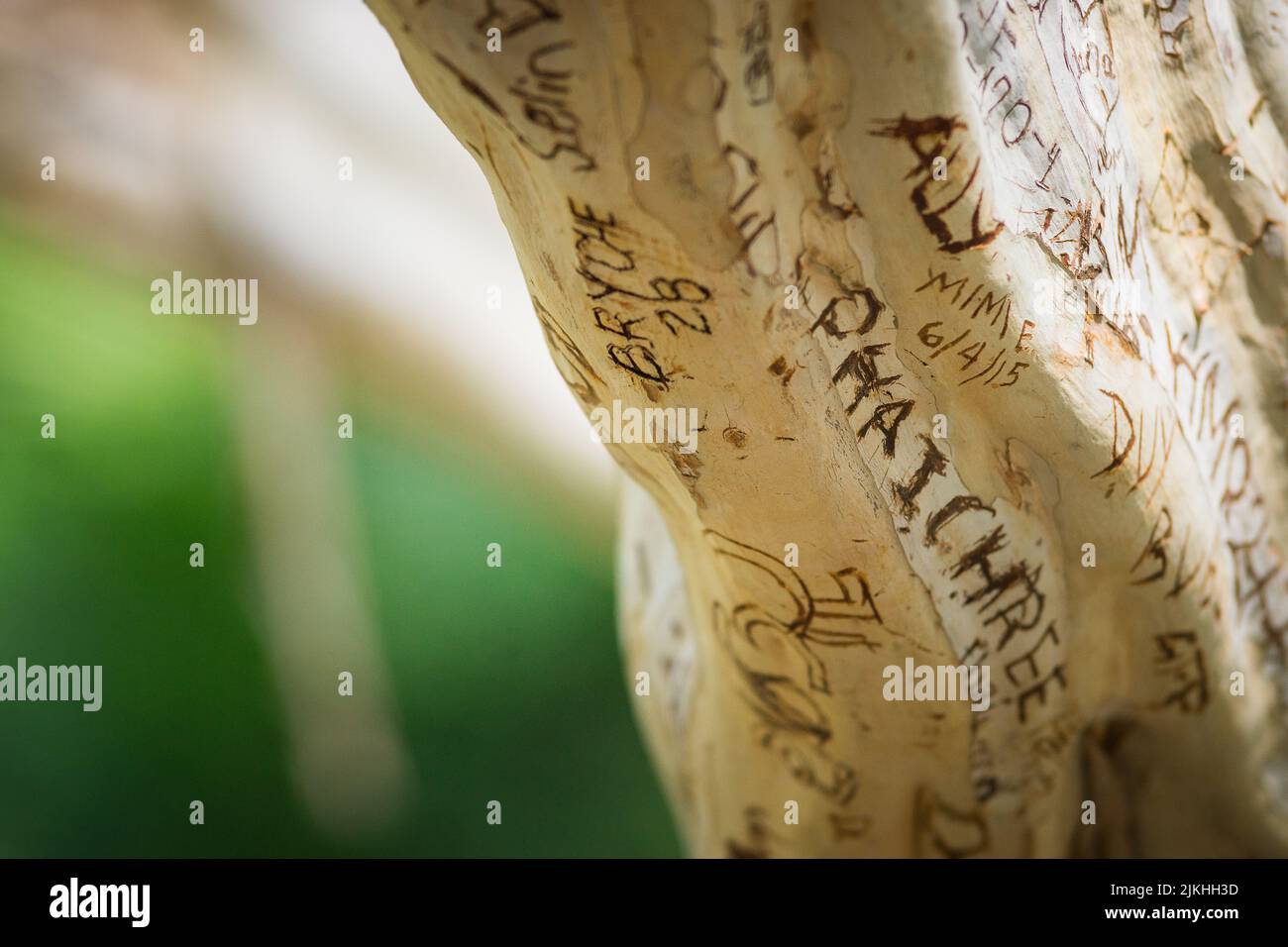Ein brauner Holzrindenhintergrund mit geschnitzten Wörtern darauf - echtes Eichenholz Stockfoto