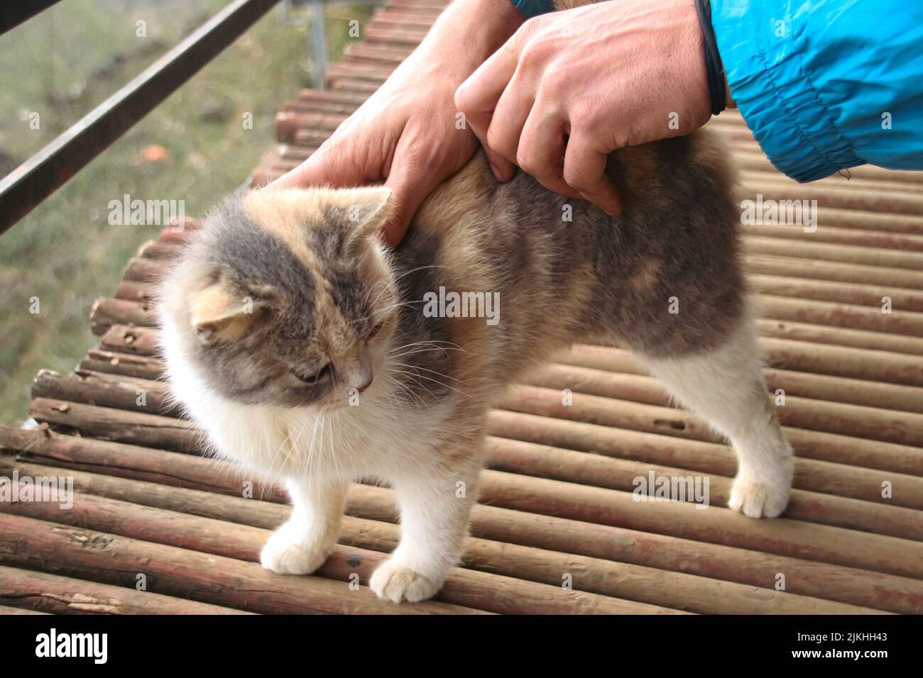 Flauschige langhaarige Calico-Katze bekommt ein liebevolles Streicheln Stockfoto