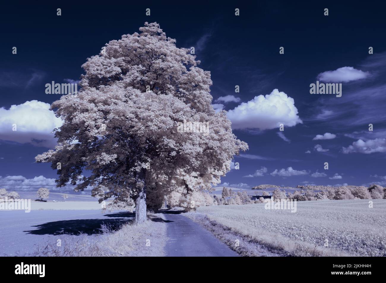 Eine schöne Aufnahme eines Baumes am Straßenrand mit einem negativen Filter Stockfoto