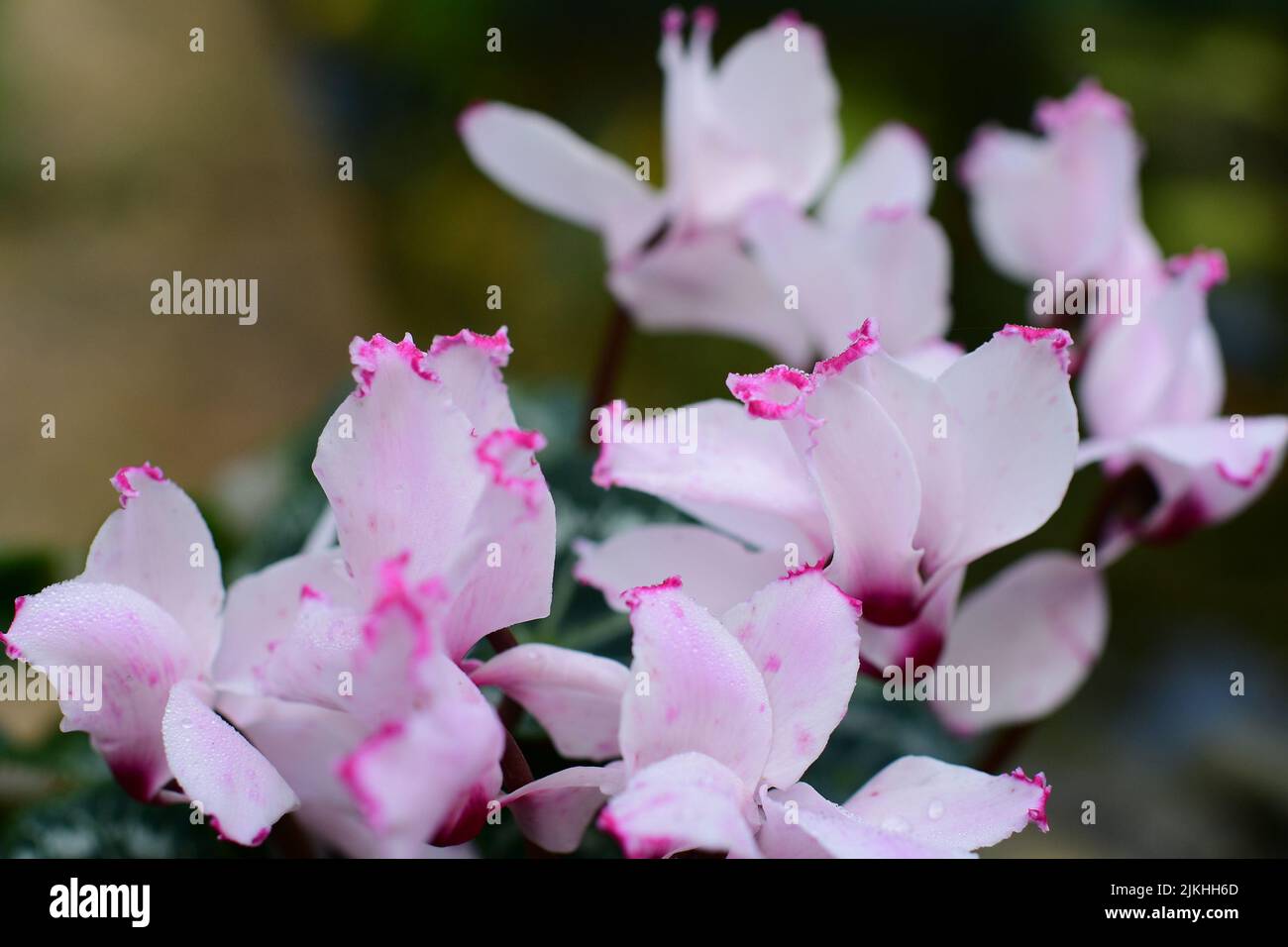 Ein flacher Fokus von entzückenden rosa Cyclamen-Blüten Stockfoto