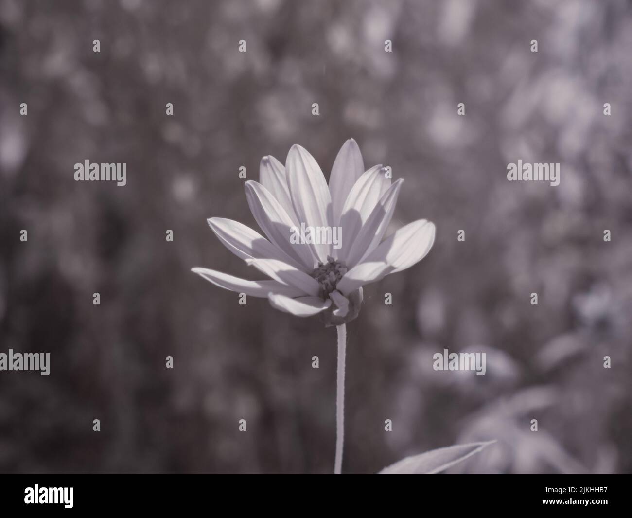 Eine Makroansicht einer zarten Blume vor dem verschwommenen Hintergrund Stockfoto